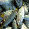  Fishery Aquaculture